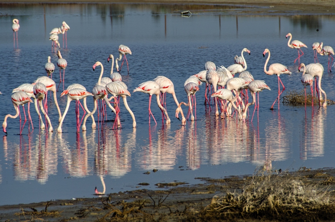 Flamingos