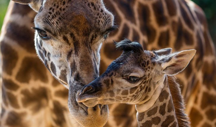 Limassol Zoo