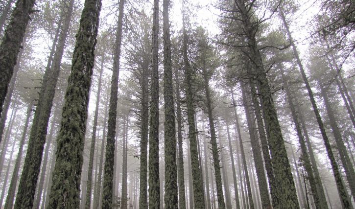 Parks in Troodos