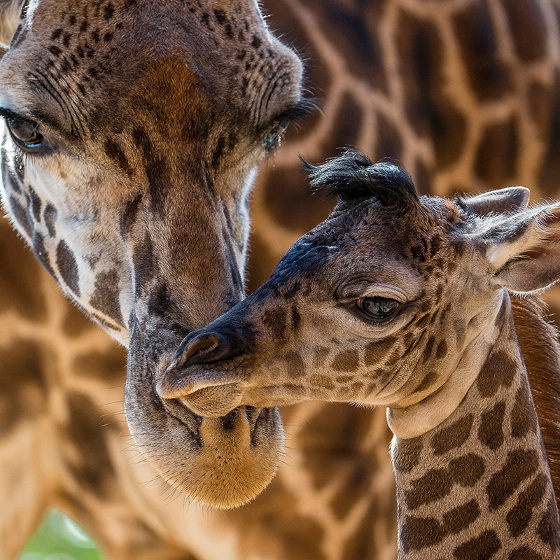 Limassol Zoo