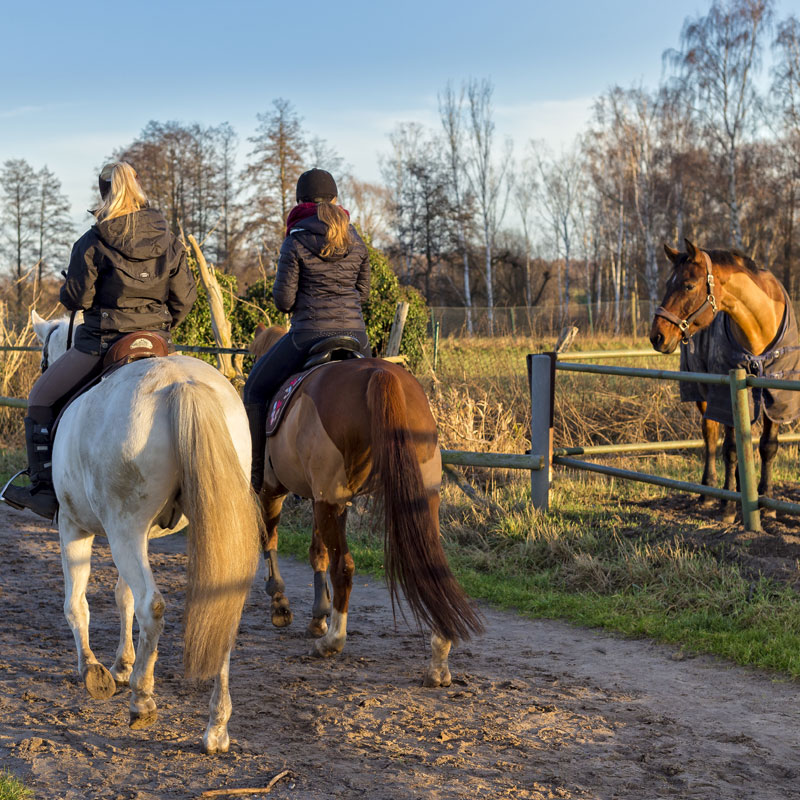 Horse Riding